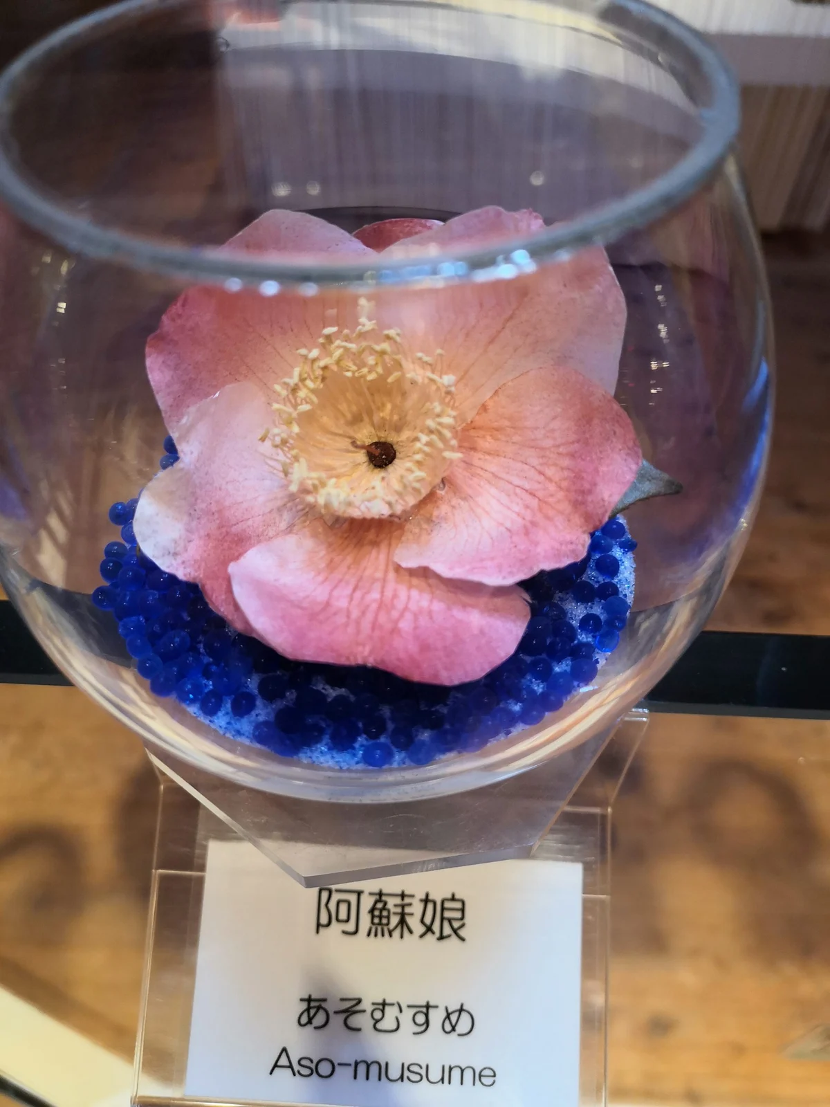 記事の写真（15枚目）